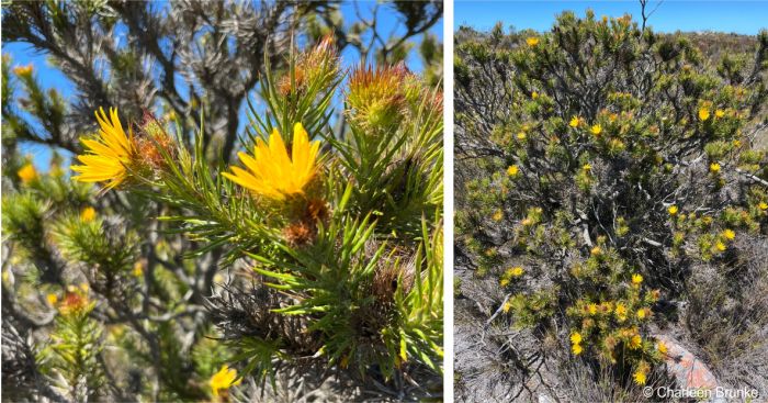 Shrubby habit of Berkheya angusta