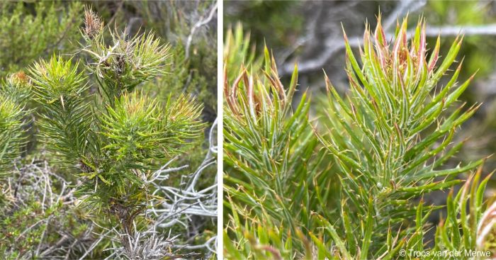 Leaves and new growth
