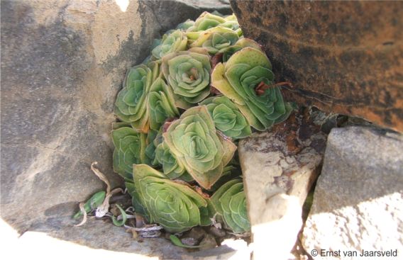 Crassula montana subsp. quadrangularis Crassula montana subsp. quadrangularis