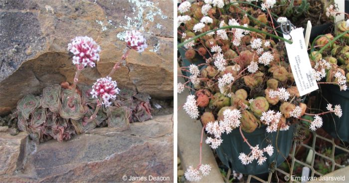 Crassula montana subsp. quadrangularis in flower Crassula montana subsp. quadrangularis in flower