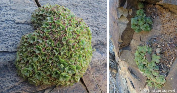 Crassula montana subsp. quadrangularis in habitat Crassula montana subsp. quadrangularis in habitat