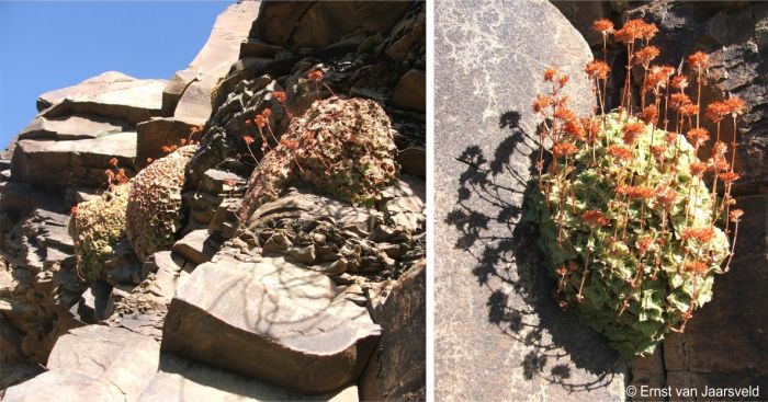 Crassula montana subsp. quadrangularis in habitat in midsummer Crassula montana subsp. quadrangularis in habitat in midsummer