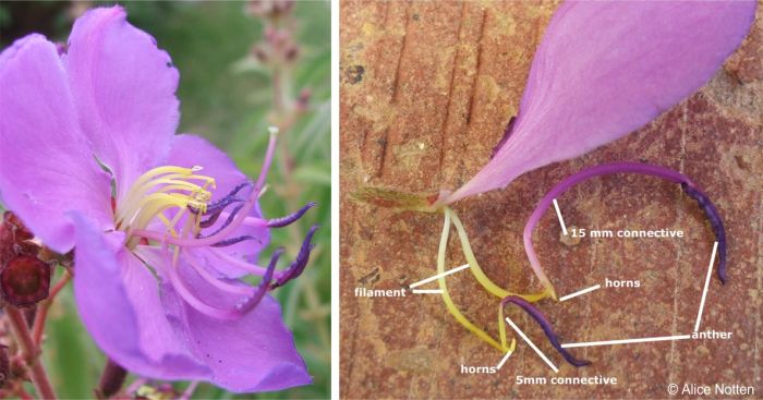 Rosettea princeps flower showing stamens 