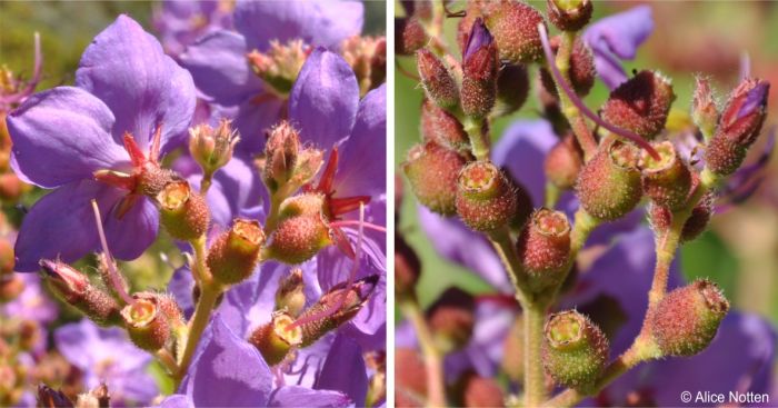 Rosettea princeps calyx with lobes that fall off