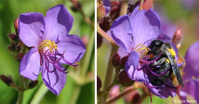 Rosettea princeps flower being buzz pollinated by a carpenter bee