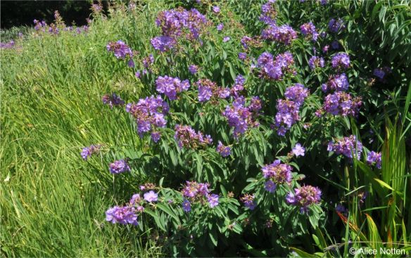 Rosettea princeps growing in a permanently wet area in Kirstenbosch NBG