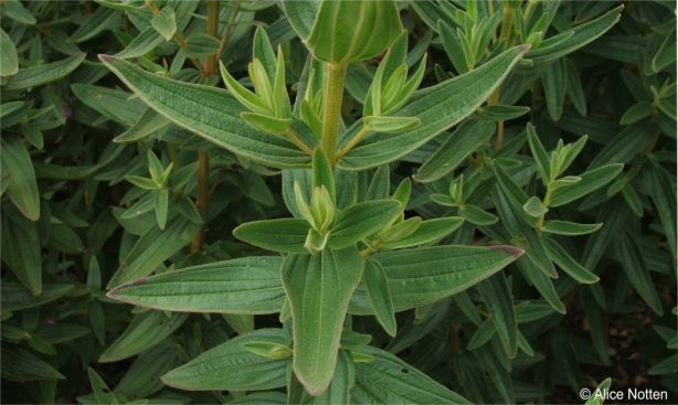 Leaves of Argyrella canescens 