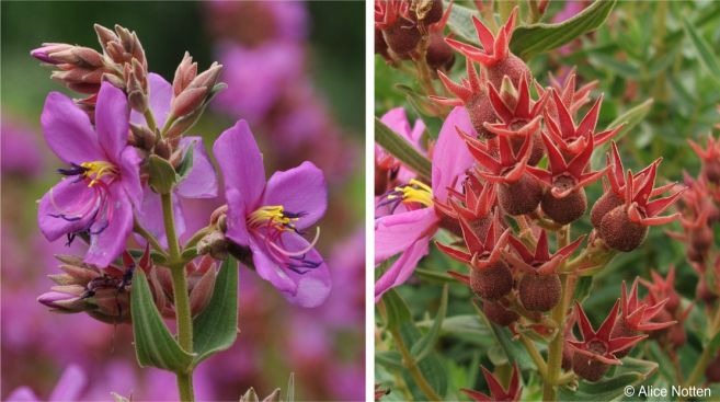 Flowers showing stamens and calyx