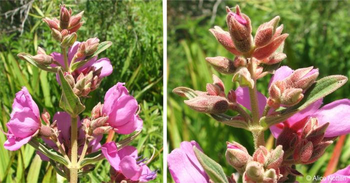 Greyish-white hairs cover the plant