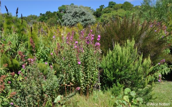 Argyrella canescens growing in a permanently wet area of Kirstenbosch NBG