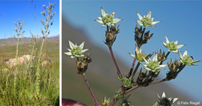 Alepidea setifera in flower in habitat