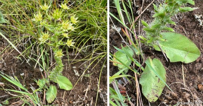 Alepidea setifera in flower and a close-up of the basal leaves