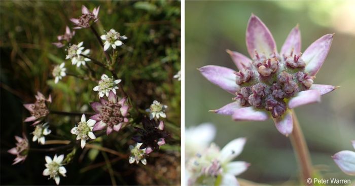 Alepidea setifera flower heads tinged pink or purple after pollination