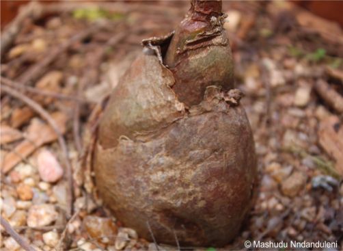 Drimia delagoensis bulb, cultivated plant
