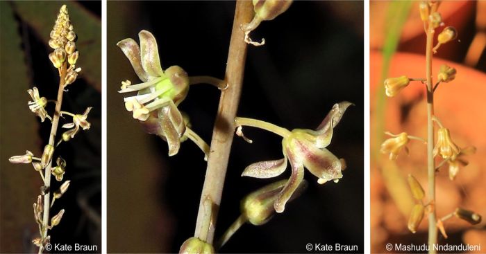 Inflorescence and flowers of Drimia delagoensis