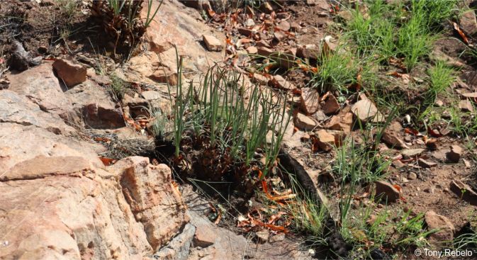 Drimia delagoensis in habitat in KwaZulu-Natal