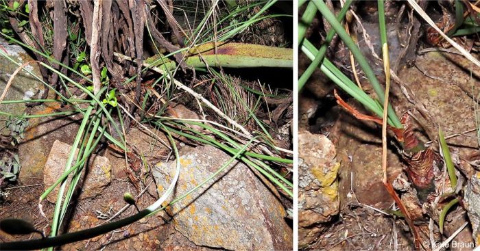Drimia delagoensis in habitat in Eswatini
