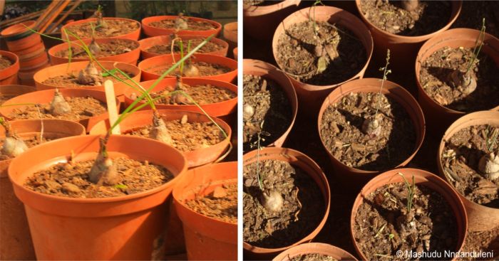 Drimia delagoensis in cultivation at the Thohoyandou NBG