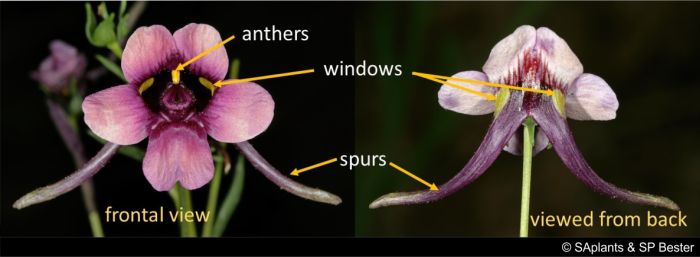 Diascia namaquensis flower showing spurs, windows and anthers