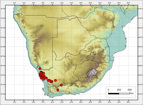 Known distribution for Diascia namaquensis 