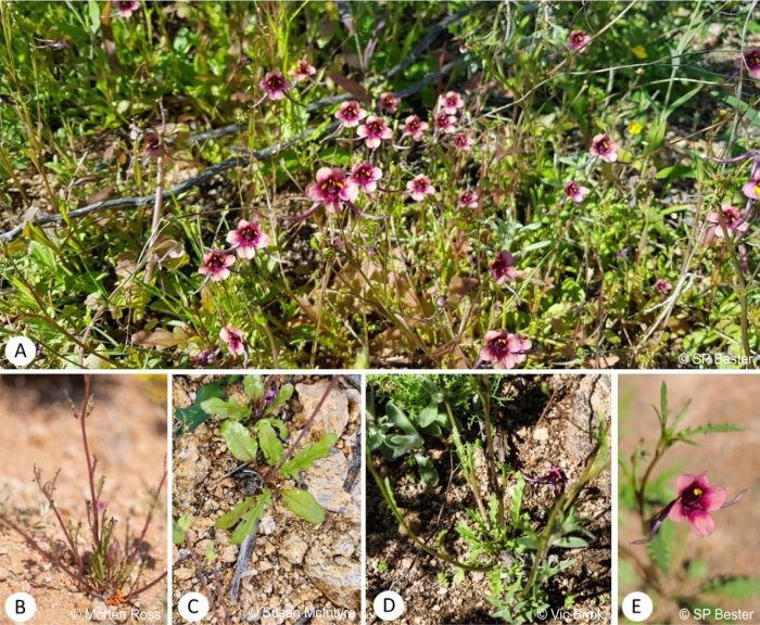 Diascia namaquensis prefers sandy soil and full sun