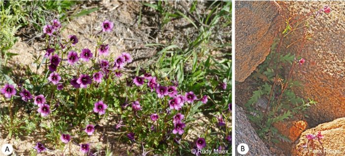 Diascia namaquensis as a groundcover and growing in a rock crevice