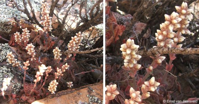Crassula montana subsp. borealis in flower