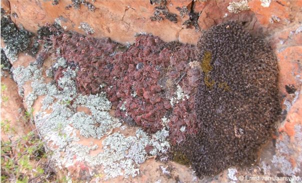 Crassula montana subsp. borealis in summer