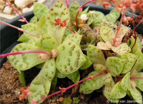 Crassula montana subsp. borealis in cultivation
