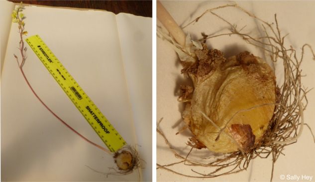 Voucher specimen showing the bulb Voucher specimen showing the bulb