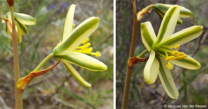 A flower of Albuca suaveolens showing the tepals, petiole and bract A flower of Albuca suaveolens showing the tepals, petiole and bract