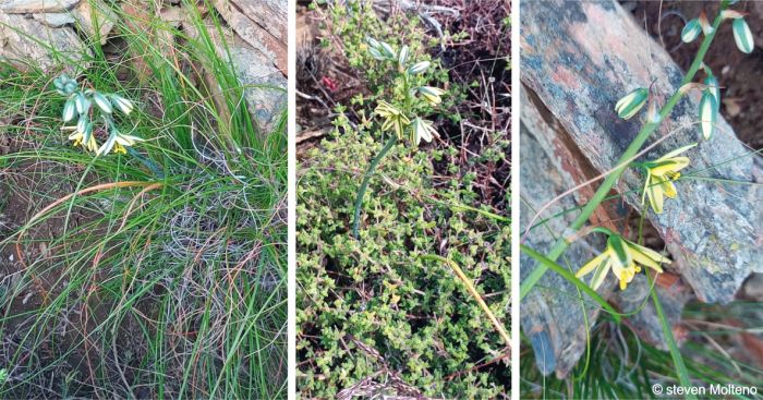 Albuca suaveolens in habitat in the Overberg Albuca suaveolens in habitat in the Overberg