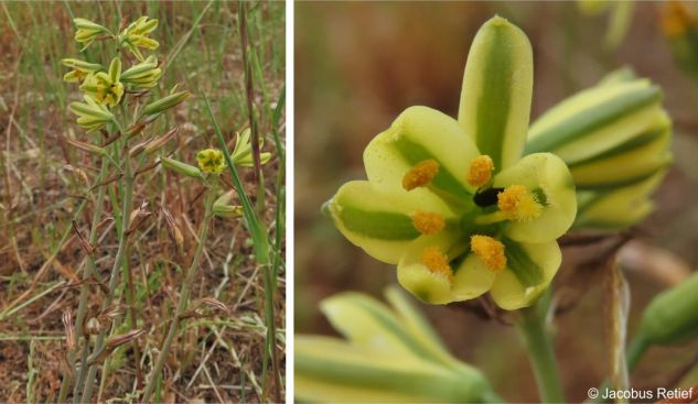 Albuca suaveolens in flower with developing fruits and a visiting beetle Albuca suaveolens in flower with developing fruits and a visiting beetle