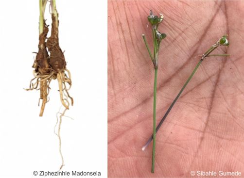 Rootstock and developing fruits of Tulbaghia siebertii 