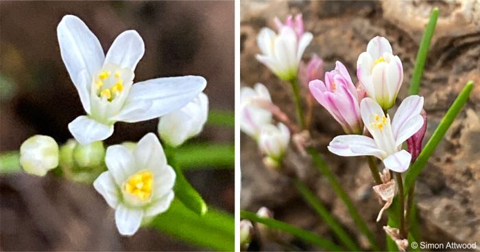 Freshly opened white flowers becoming pink as they mature