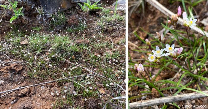 Tulbaghia siebertii in habitat
