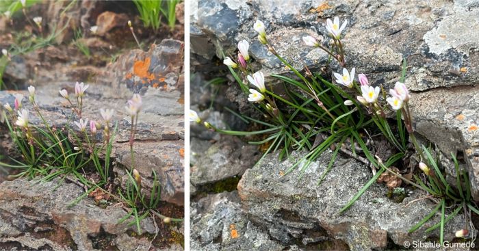 Tulbaghia siebertii in habitat