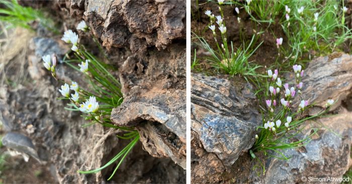 Tulbaghia siebertii in habitat