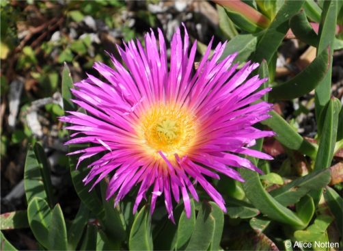 Carpobrotus acinaciformis 