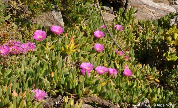 Low-growing, mat-forming with trailing stems