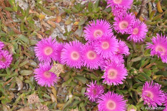 Large bright purplish-pink flowers