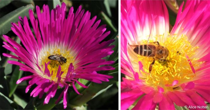 Flowers are pollinated by bees
