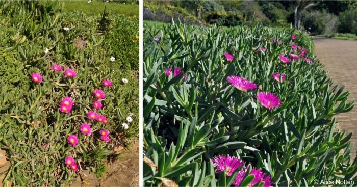 Plants will cascade over a retaining wall