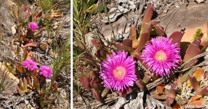 Growing among rocks on a coastal cliff