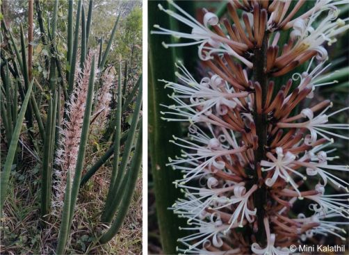 Dracaena angolensis in flower