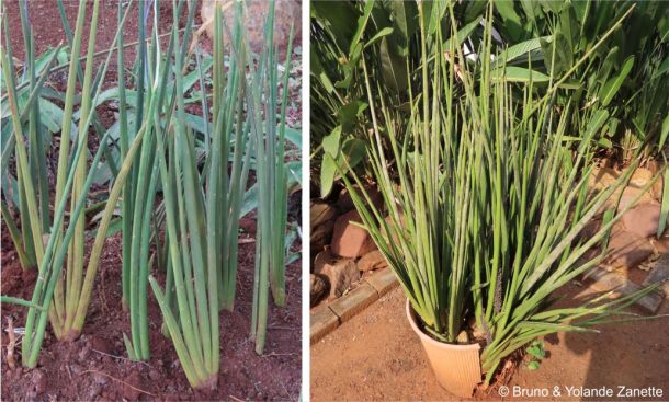 Dracaena angolensis newly planted plants and in a container