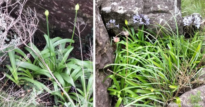 Agapanthus pondoensis plants in habitat