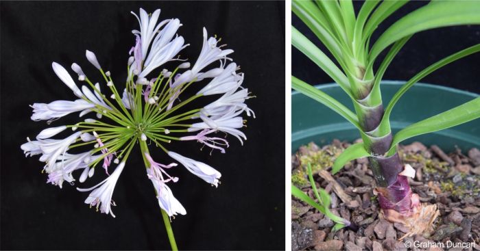 Agapanthus pondoensis in cultivation, flower head and pseudostem