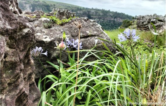 Agapanthus pondoensis growing in habitat