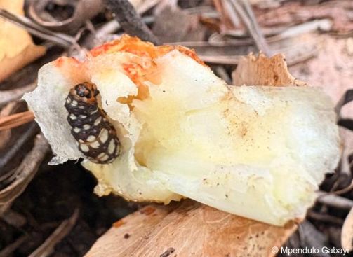 Lily Borer, Brithys crini